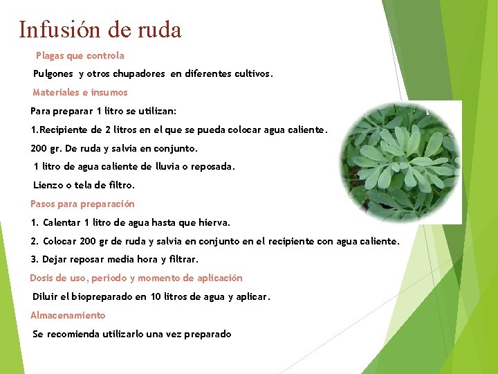 Infusión de ruda Plagas que controla Pulgones y otros chupadores en diferentes cultivos. Materiales