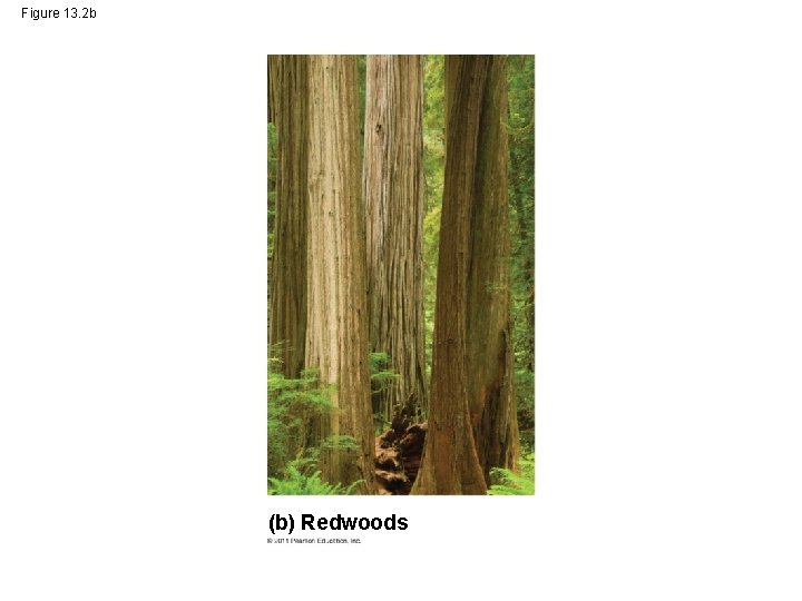 Figure 13. 2 b (b) Redwoods 