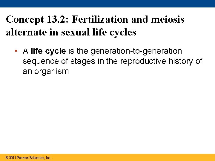 Concept 13. 2: Fertilization and meiosis alternate in sexual life cycles • A life
