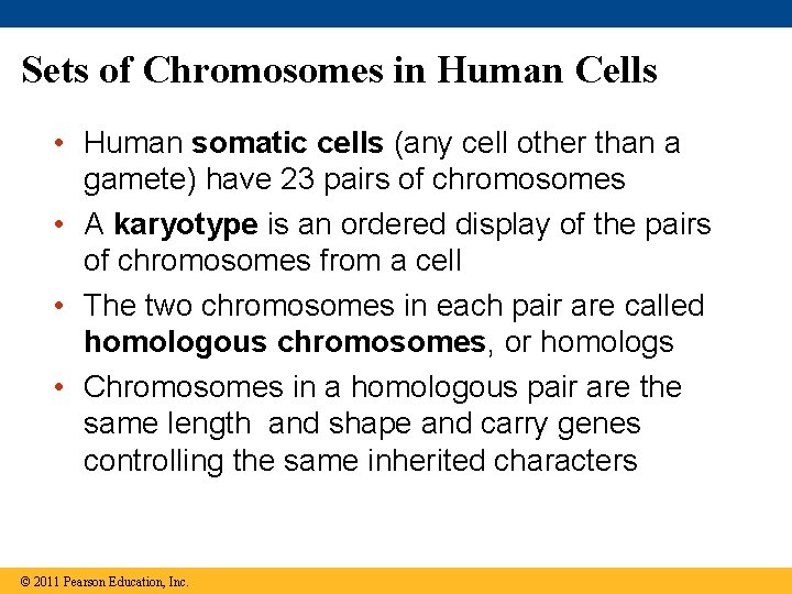 Sets of Chromosomes in Human Cells • Human somatic cells (any cell other than