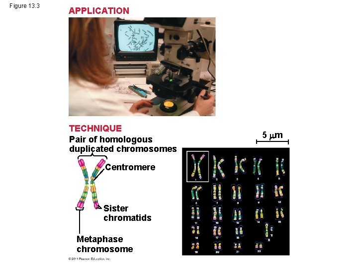 Figure 13. 3 APPLICATION TECHNIQUE Pair of homologous duplicated chromosomes Centromere Sister chromatids Metaphase