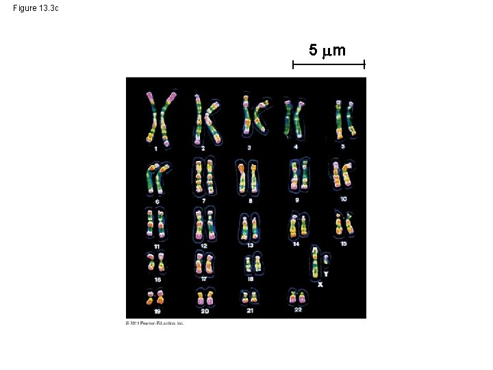 Figure 13. 3 c 5 m 