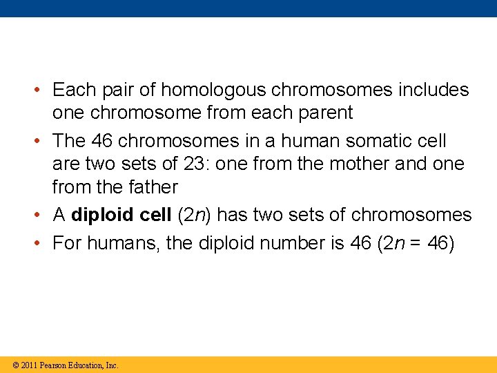  • Each pair of homologous chromosomes includes one chromosome from each parent •