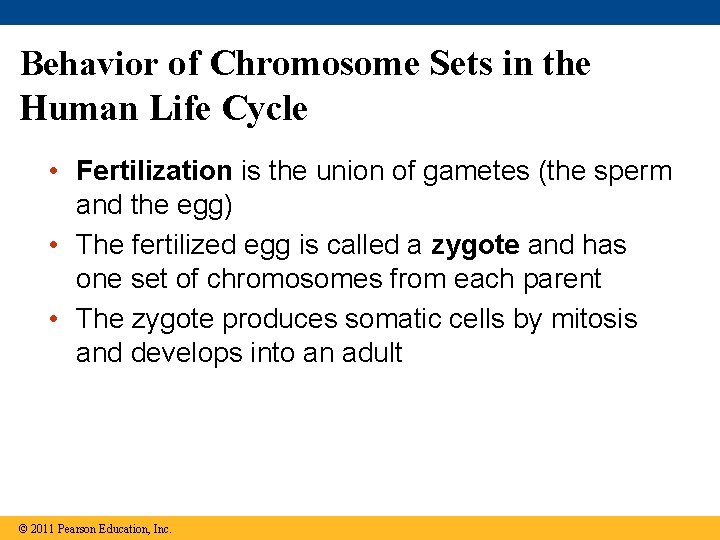 Behavior of Chromosome Sets in the Human Life Cycle • Fertilization is the union