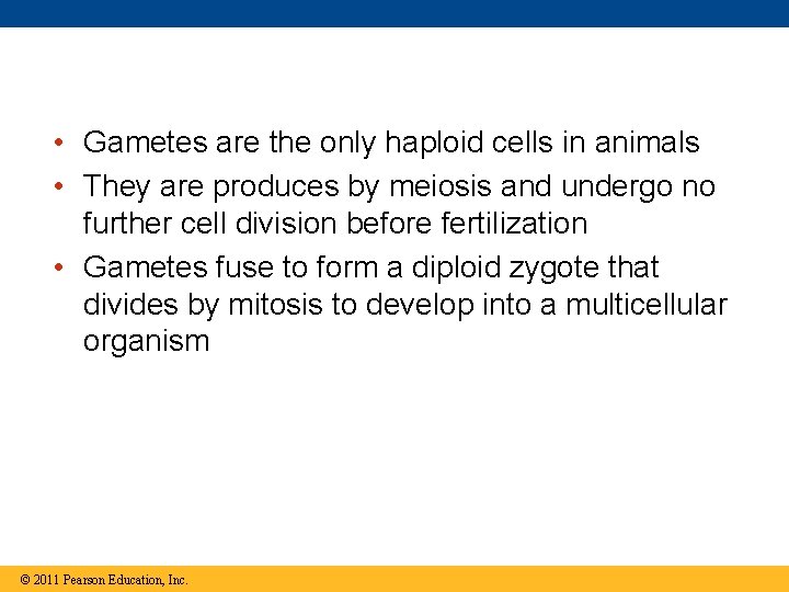  • Gametes are the only haploid cells in animals • They are produces