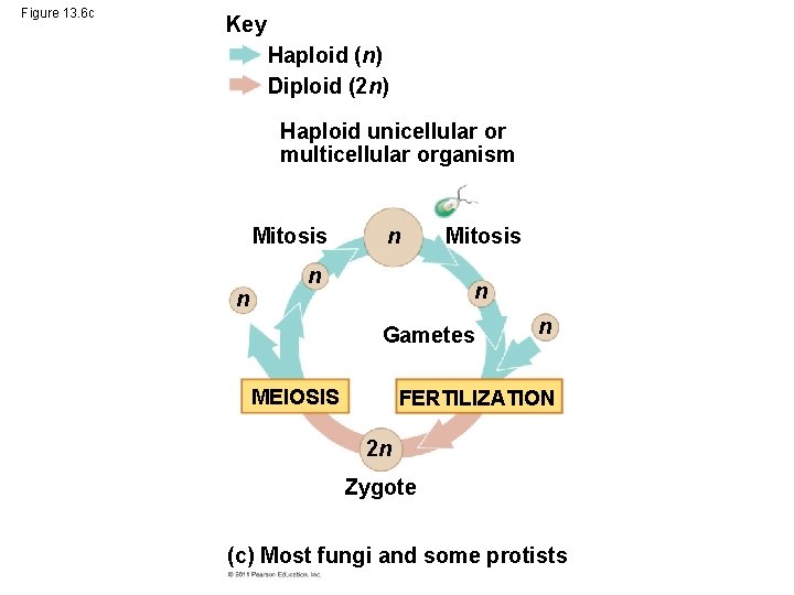 Figure 13. 6 c Key Haploid (n) Diploid (2 n) Haploid unicellular or multicellular