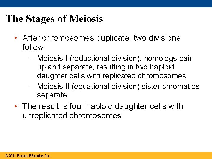 The Stages of Meiosis • After chromosomes duplicate, two divisions follow – Meiosis I