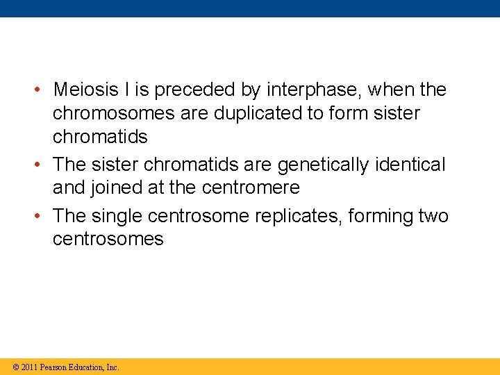  • Meiosis I is preceded by interphase, when the chromosomes are duplicated to
