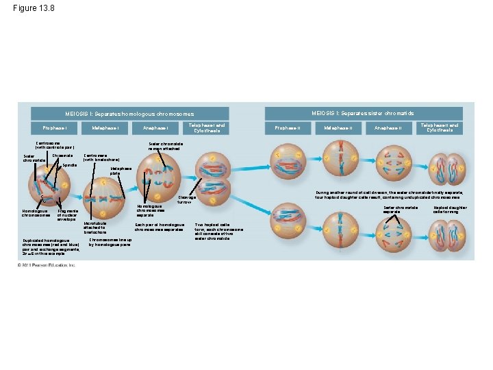 Figure 13. 8 MEIOSIS I: Separates sister chromatids MEIOSIS I: Separates homologous chromosomes Prophase