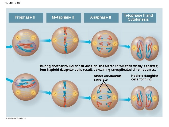 Figure 13. 8 b Prophase II Metaphase II Anaphase II Telophase II and Cytokinesis