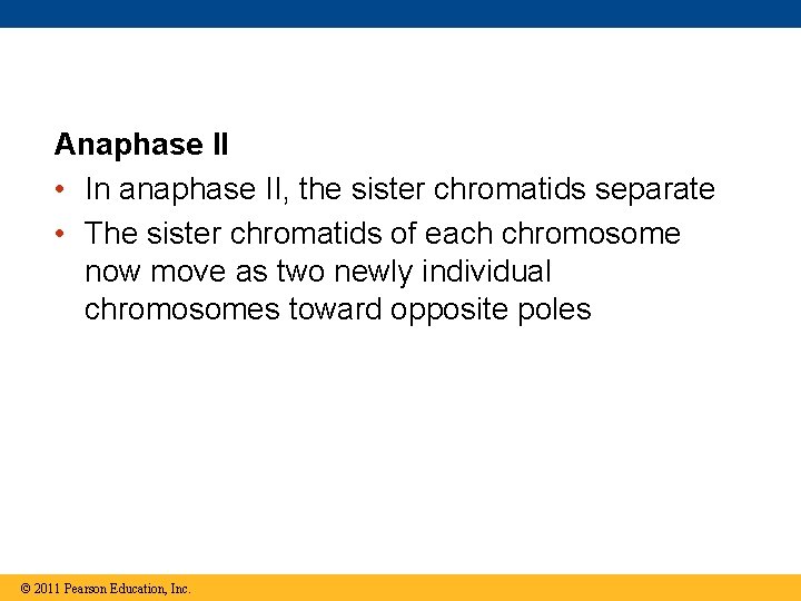 Anaphase II • In anaphase II, the sister chromatids separate • The sister chromatids