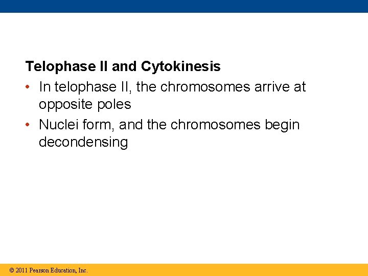 Telophase II and Cytokinesis • In telophase II, the chromosomes arrive at opposite poles