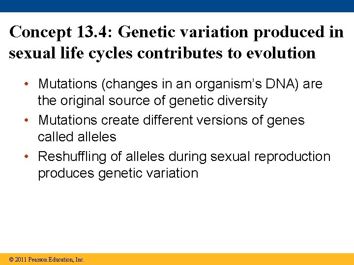 Concept 13. 4: Genetic variation produced in sexual life cycles contributes to evolution •