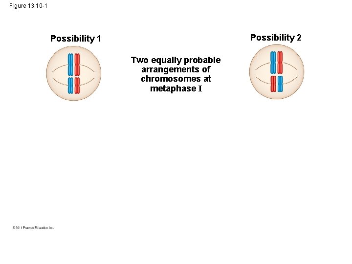 Figure 13. 10 -1 Possibility 2 Possibility 1 Two equally probable arrangements of chromosomes