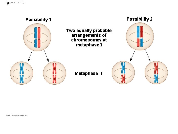 Figure 13. 10 -2 Possibility 1 Two equally probable arrangements of chromosomes at metaphase