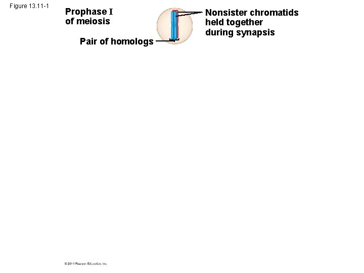 Figure 13. 11 -1 Prophase I of meiosis Pair of homologs Nonsister chromatids held