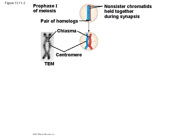 Figure 13. 11 -2 Prophase I of meiosis Pair of homologs Chiasma Centromere TEM