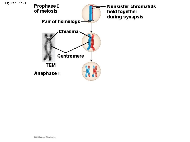 Figure 13. 11 -3 Prophase I of meiosis Pair of homologs Chiasma Centromere TEM