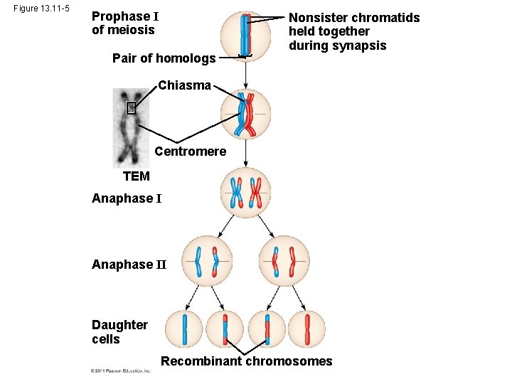 Figure 13. 11 -5 Prophase I of meiosis Pair of homologs Nonsister chromatids held