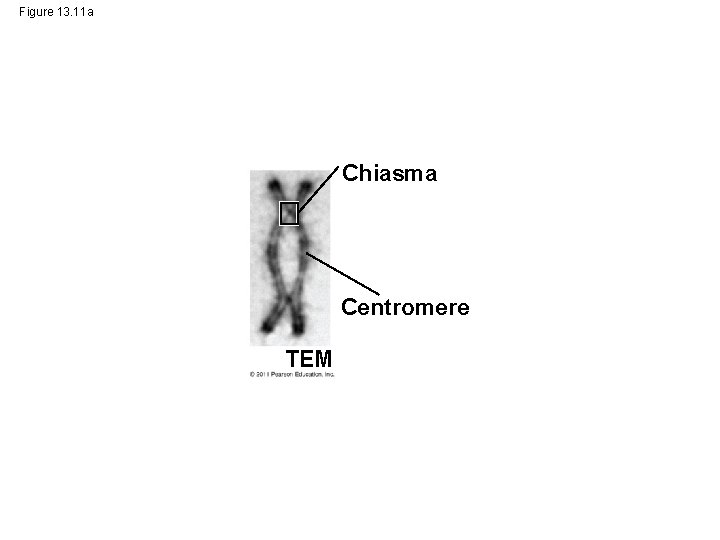 Figure 13. 11 a Chiasma Centromere TEM 