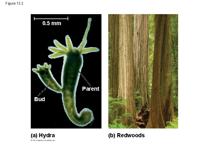 Figure 13. 2 0. 5 mm Parent Bud (a) Hydra (b) Redwoods 