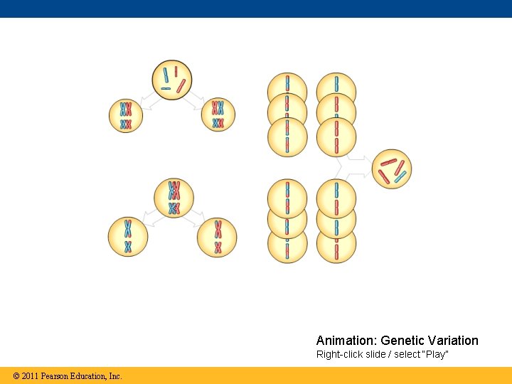 Animation: Genetic Variation Right-click slide / select “Play” © 2011 Pearson Education, Inc. 