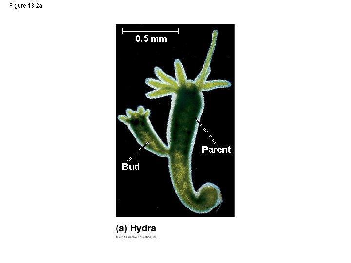 Figure 13. 2 a 0. 5 mm Parent Bud 