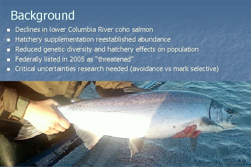 Background n n n Declines in lower Columbia River coho salmon Hatchery supplementation reestablished