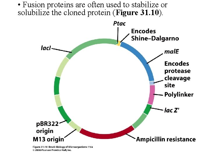 • Fusion proteins are often used to stabilize or solubilize the cloned protein