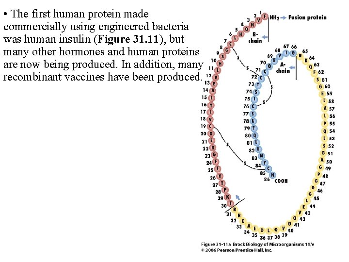  • The first human protein made commercially using engineered bacteria was human insulin