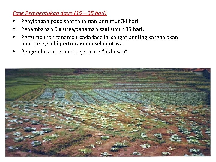 Fase Pembentukan daun (15 – 35 hari) • Penyiangan pada saat tanaman berumur 34