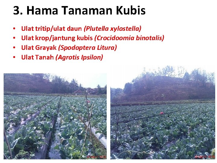 3. Hama Tanaman Kubis • • Ulat tritip/ulat daun (Plutella xylostella) Ulat krop/jantung kubis