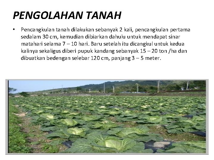 PENGOLAHAN TANAH • Pencangkulan tanah dilakukan sebanyak 2 kali, pencangkulan pertama sedalam 30 cm,