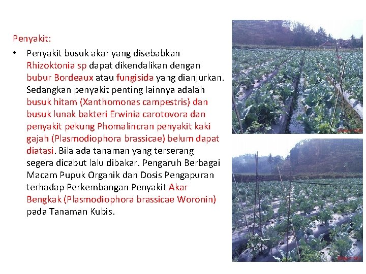 Penyakit: • Penyakit busuk akar yang disebabkan Rhizoktonia sp dapat dikendalikan dengan bubur Bordeaux