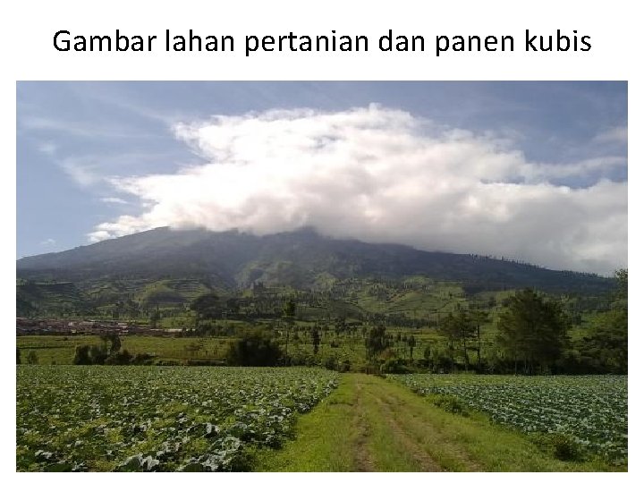 Gambar lahan pertanian dan panen kubis 