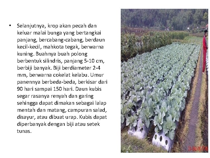  • Selanjutnya, krop akan pecah dan keluar malai bunga yang bertangkai panjang, bercabang-cabang,