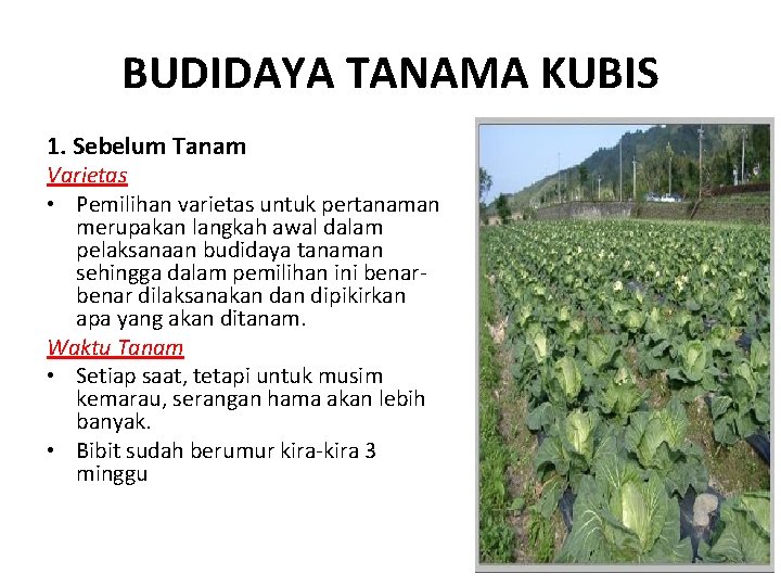 BUDIDAYA TANAMA KUBIS 1. Sebelum Tanam Varietas • Pemilihan varietas untuk pertanaman merupakan langkah