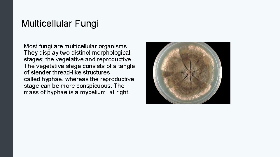 Multicellular Fungi Most fungi are multicellular organisms. They display two distinct morphological stages: the