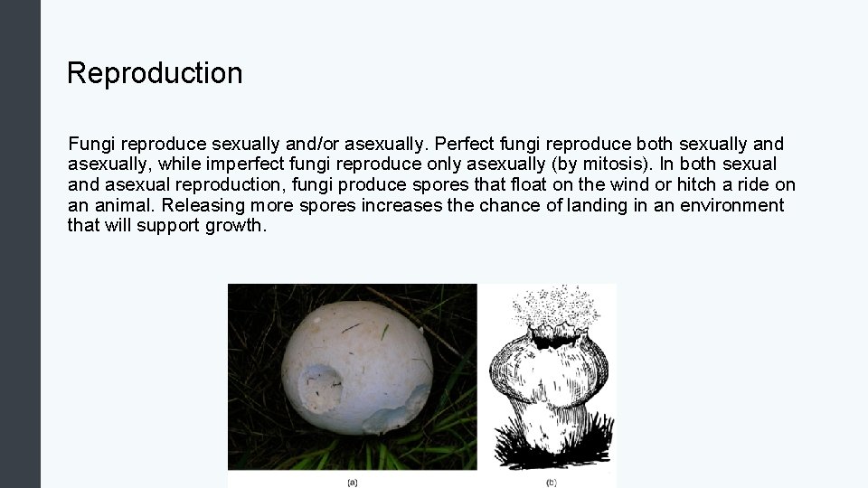 Reproduction Fungi reproduce sexually and/or asexually. Perfect fungi reproduce both sexually and asexually, while