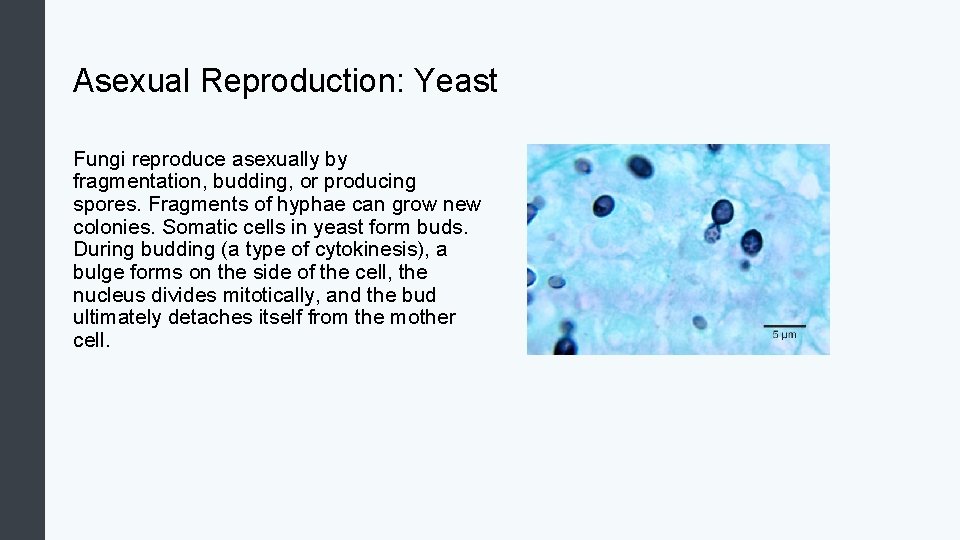 Asexual Reproduction: Yeast Fungi reproduce asexually by fragmentation, budding, or producing spores. Fragments of
