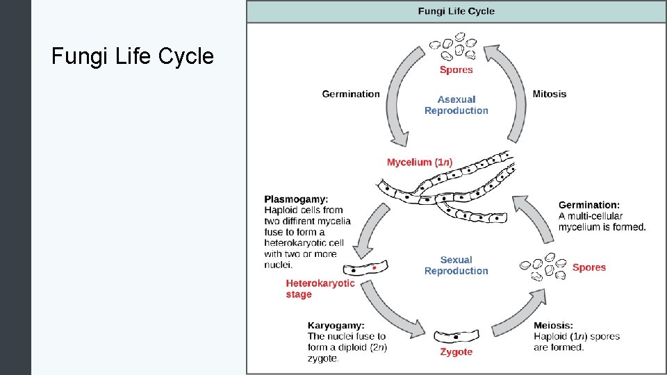 Fungi Life Cycle 