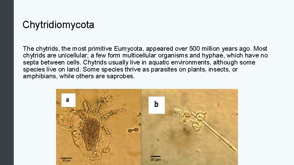 Chytridiomycota The chytrids, the most primitive Eumycota, appeared over 500 million years ago. Most