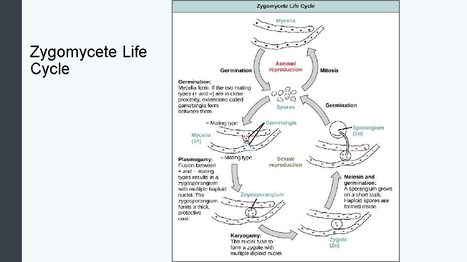 Zygomycete Life Cycle 