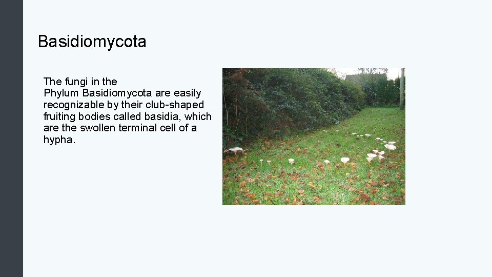 Basidiomycota The fungi in the Phylum Basidiomycota are easily recognizable by their club-shaped fruiting