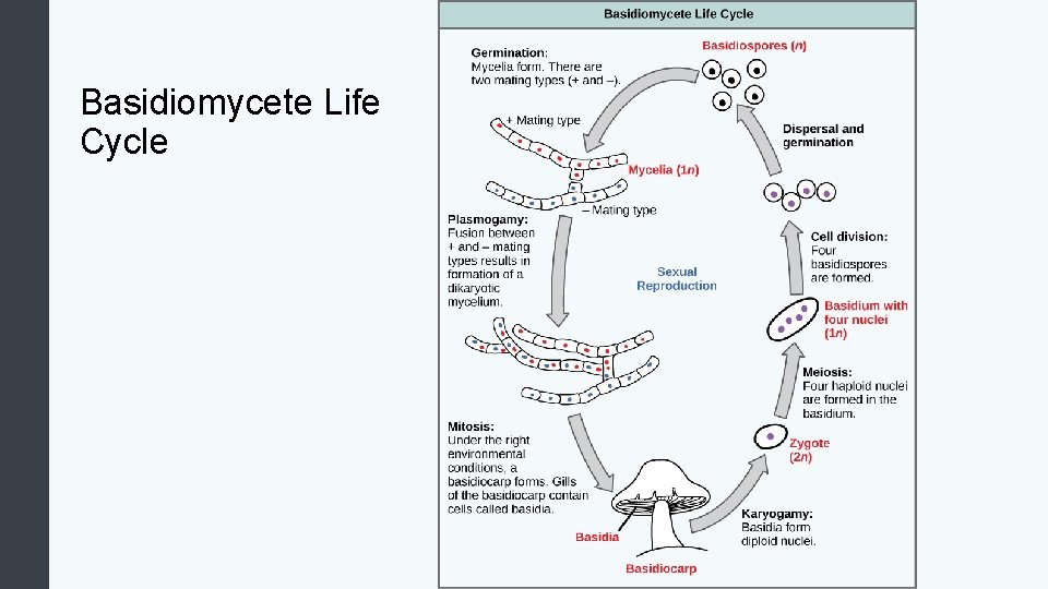 Basidiomycete Life Cycle 