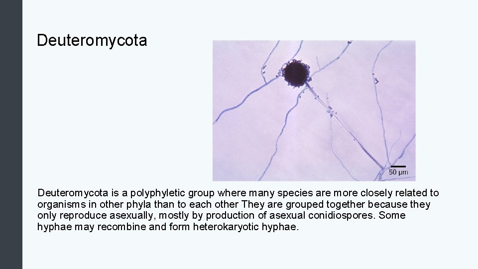 Deuteromycota is a polyphyletic group where many species are more closely related to organisms