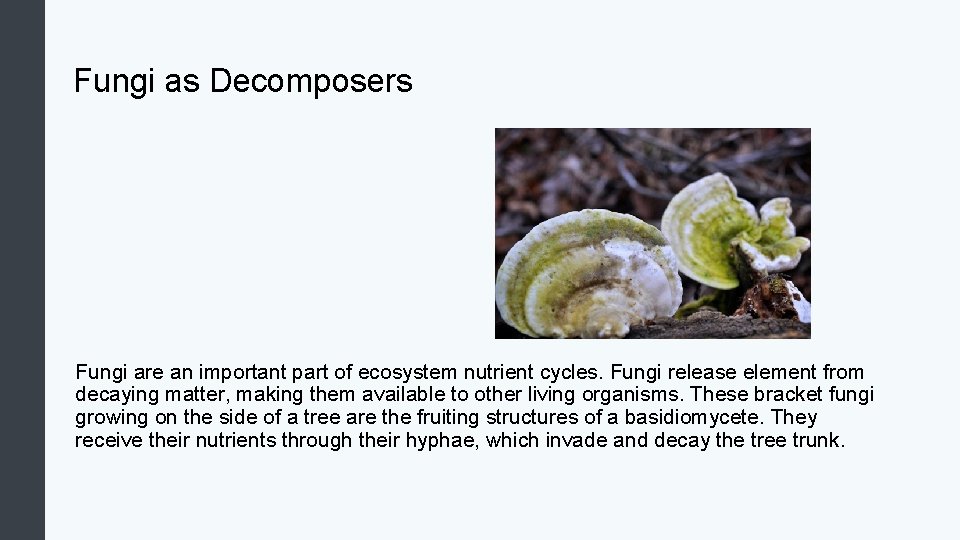 Fungi as Decomposers Fungi are an important part of ecosystem nutrient cycles. Fungi release