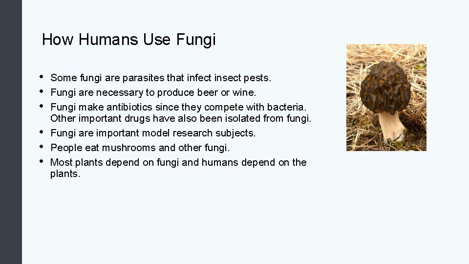 How Humans Use Fungi • • • Some fungi are parasites that infect insect