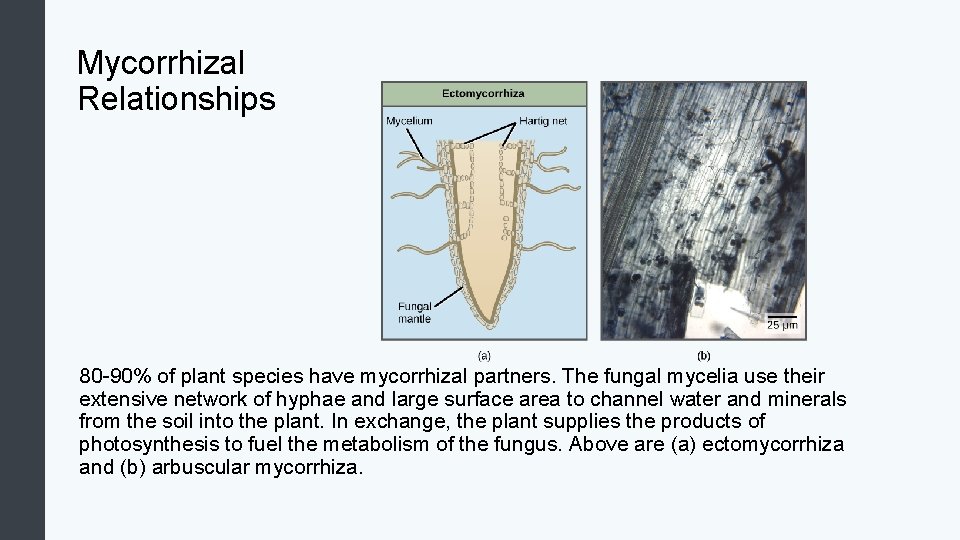 Mycorrhizal Relationships 80 -90% of plant species have mycorrhizal partners. The fungal mycelia use