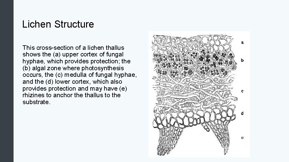 Lichen Structure This cross-section of a lichen thallus shows the (a) upper cortex of